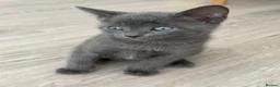 Mixed Breed cats for sale:     She is a domestic shorthair cat with blue eyes - Advert 5