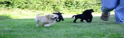 Labrador Retriever dogs for sale: 4 KC Registered Labrador Dog pups - Advert 5