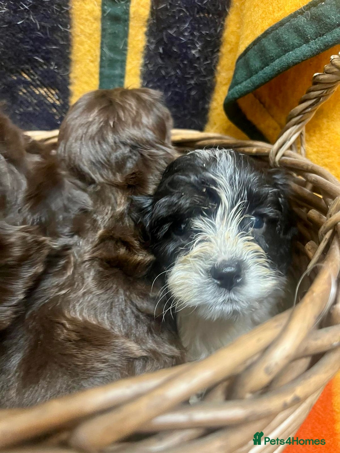 Cockapoo dogs for sale: F1 Cockapoo Puppies.  - Image 8