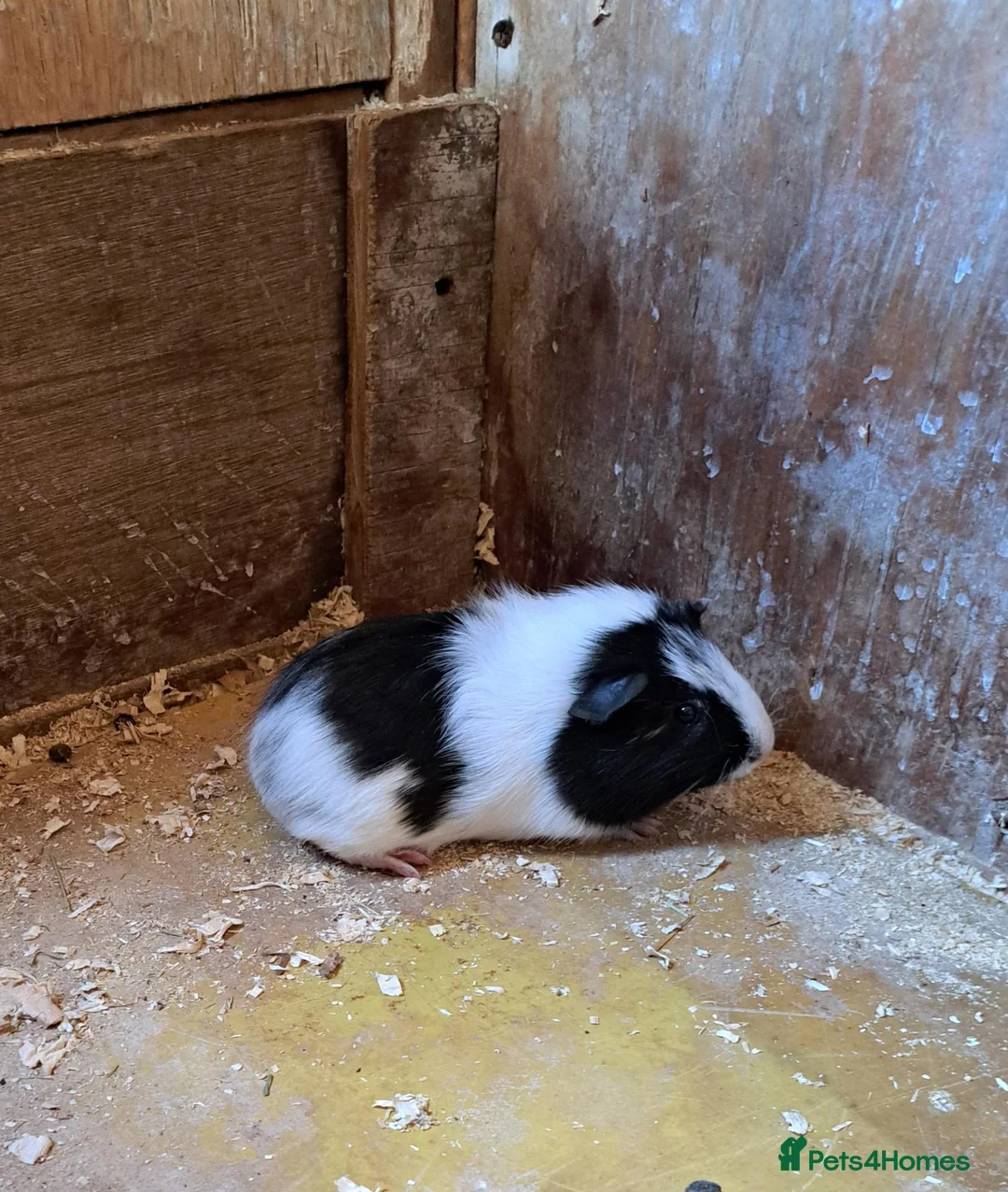 Guinea Pig rodents for sale: Gorgeous baby guinea pigs  - Advert 2