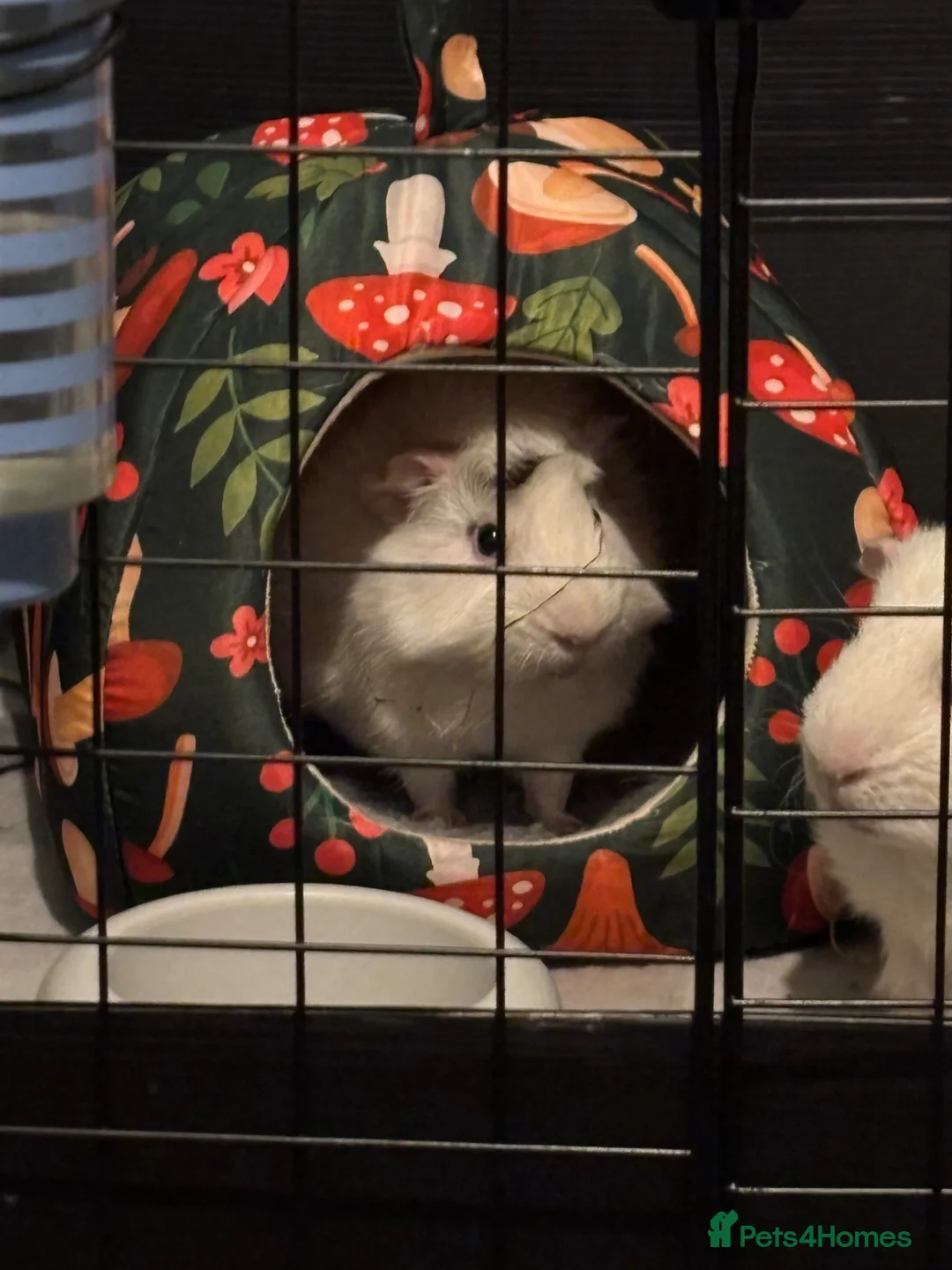 Guinea Pig rodents for sale: 2 unetured boars - Advert 2