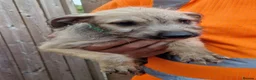 Lurcher dogs for sale: Stunning Lurcher puppies in Sheffield - Advert 9