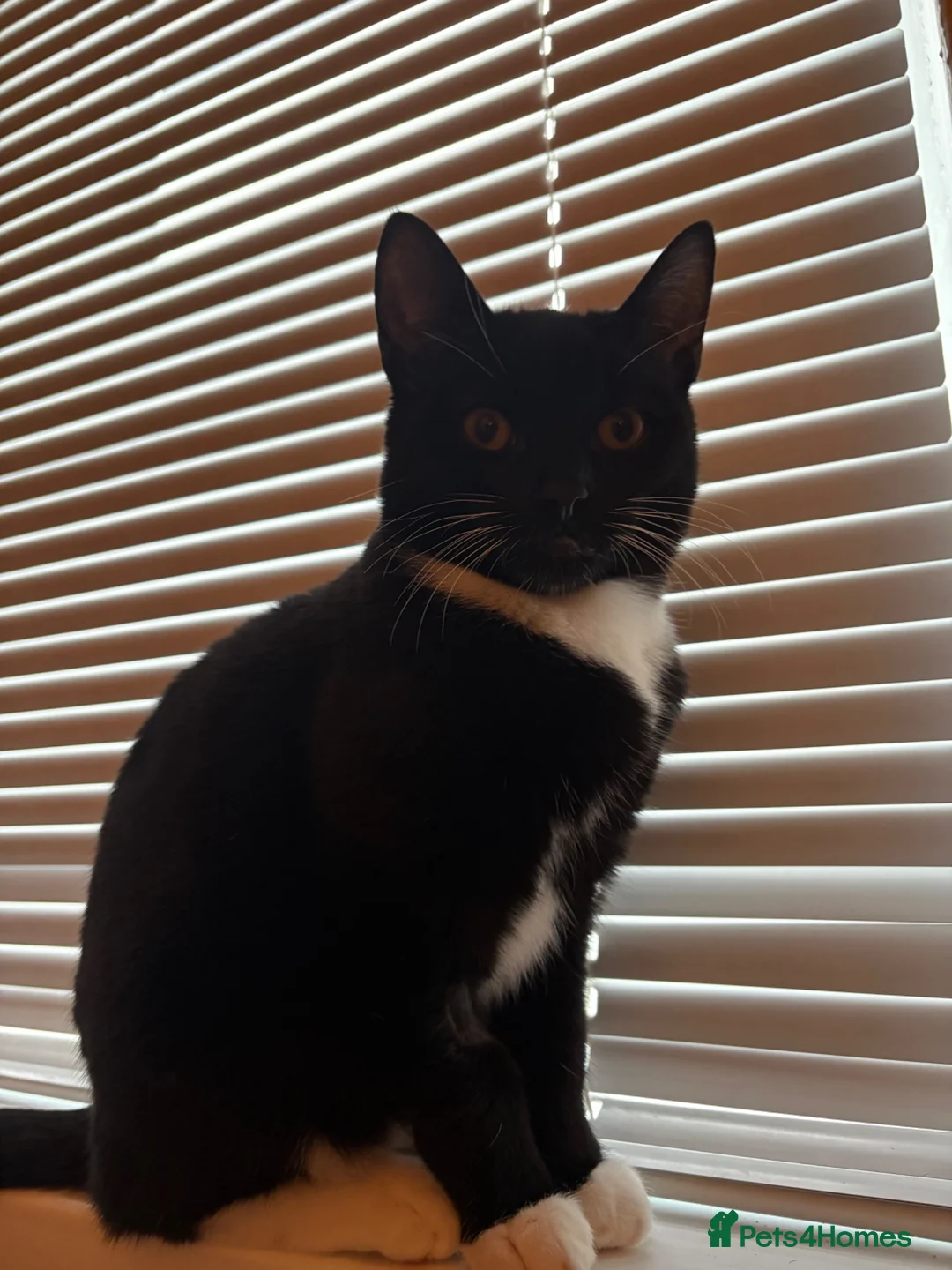 Mixed Breed cats for sale: cute black and white tabby for sale - Advert 2