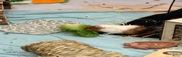 Guinea Pig rodents for sale: 5 guinea pigs  - Advert 3