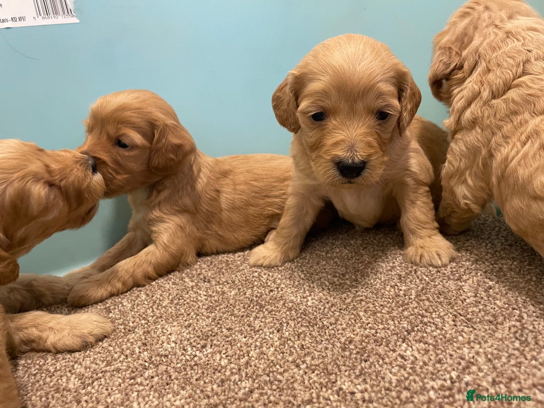 Cockapoo dogs for sale: P,r,a clear f1 cockpoo - Advert 9