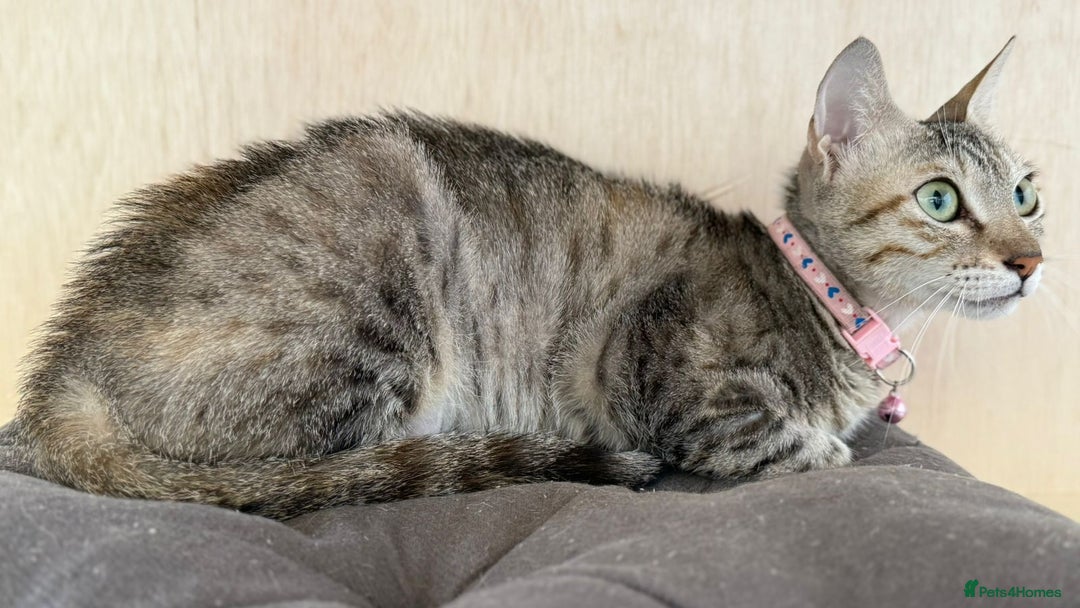 Mixed Breed cats for adoption: STORMY - LAPCAT GIRL SPAYED - likes 2be single cat - Image 6