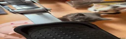 Maine Coon cats for sale: TICA REGISTERED STUNNING KITTENS  - Advert 15