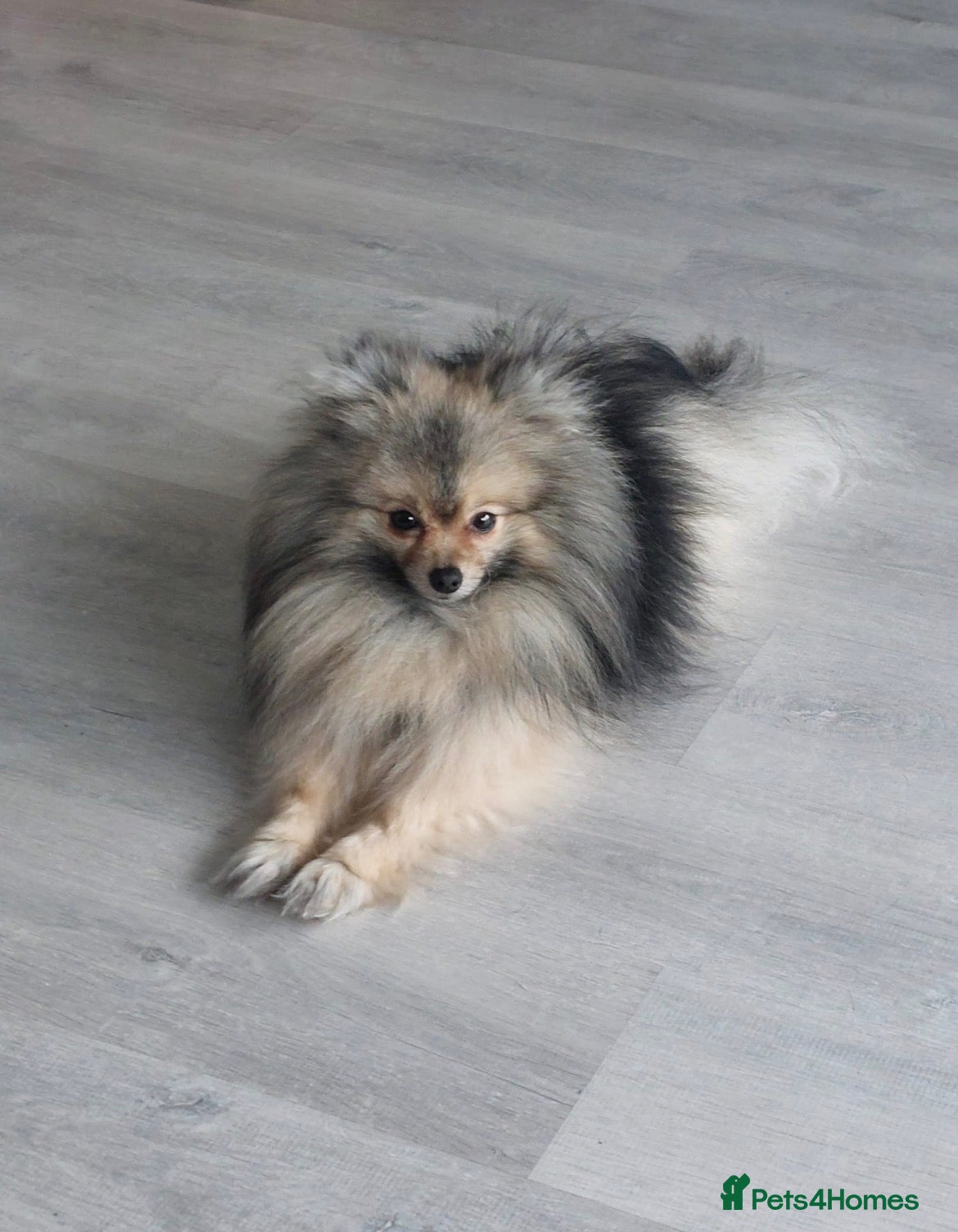 Pomeranian dogs Charlie Gould - Advert 4
