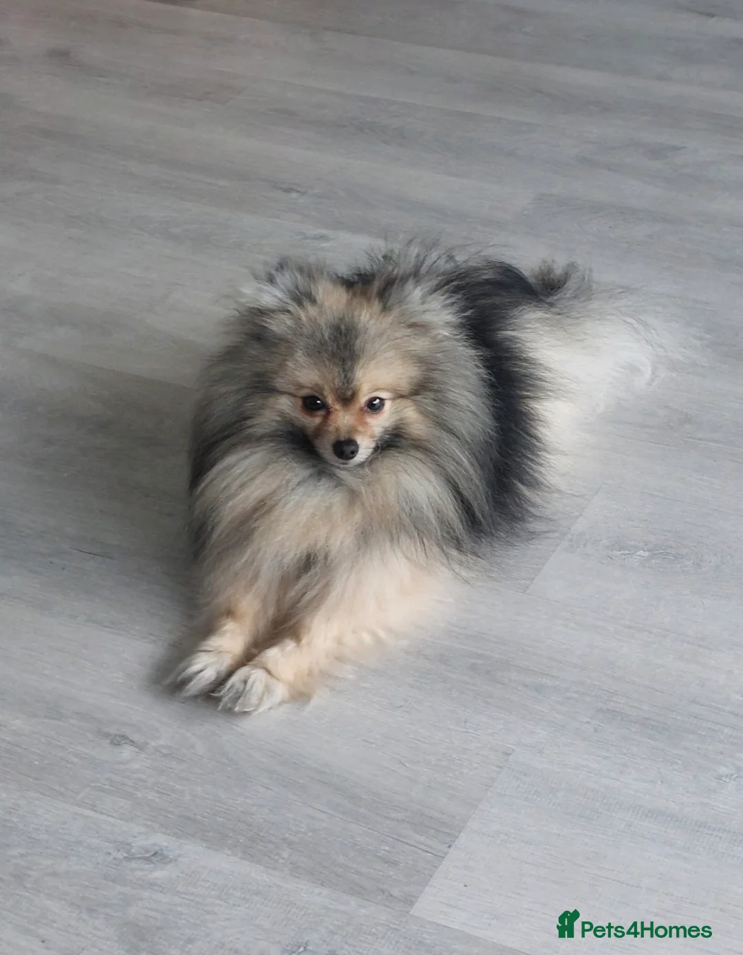 Pomeranian dogs for stud: Charlie Gould in Feltham - Advert 2