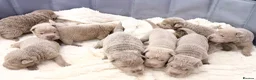Shar Pei dogs for sale: Fifty Shades Of Lilac Sharpie Pups (5 Boys/3 Girl) - Advert 13