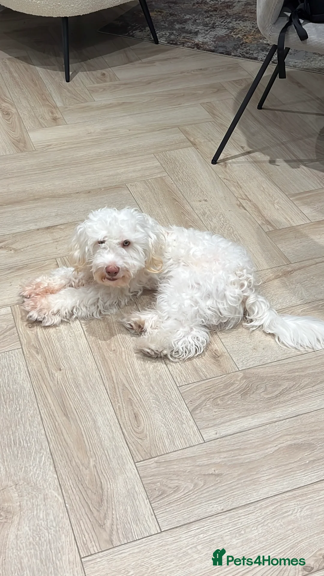 Cockapoo dogs for sale: Willow - Beautiful 1 Year Old Cockapoo in Salford - Advert 2