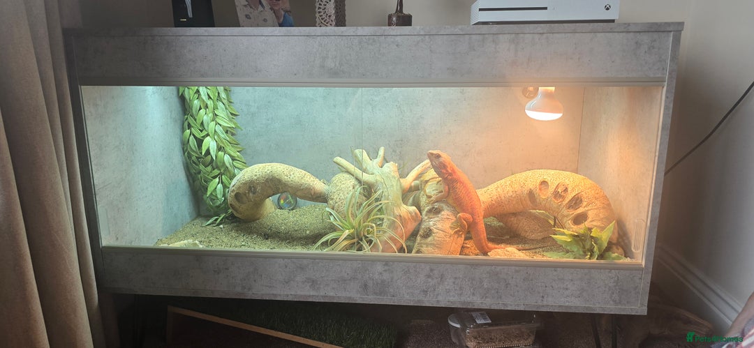 Bearded Dragon reptiles for sale: Bearded Dragon, Modern 4ft Vivarium Complete Setup - Advert 2