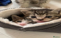 Mixed Breed cats for sale: Half Siberian Kittens ready now - Image 5
