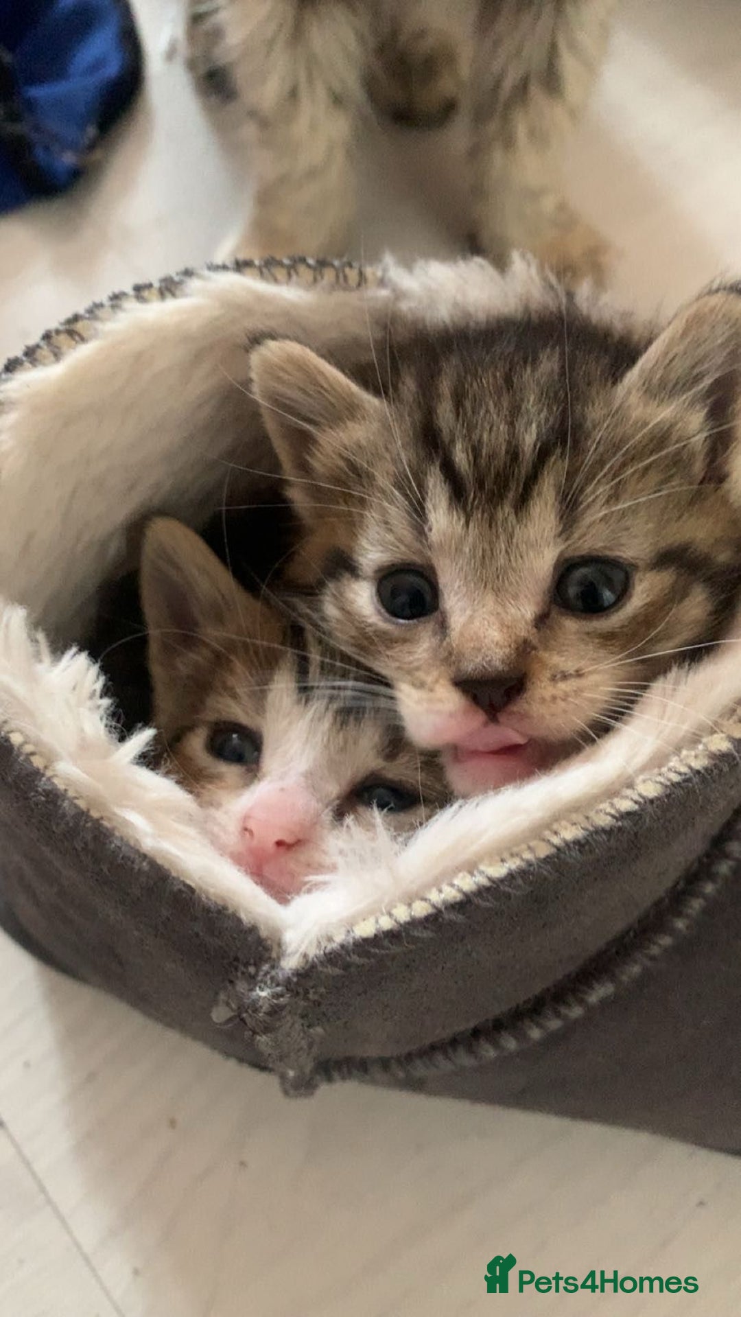Mixed Breed cats for sale: Half Siberian Kittens ready now - Image 5