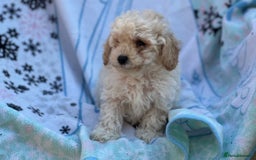 Poochon dogs for sale: Beautiful Poochons  - Image 30