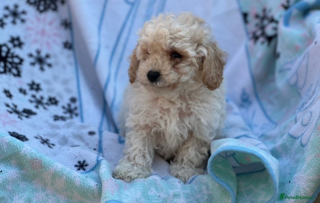 Poochon dogs for sale: Beautiful Poochons  - Image 30
