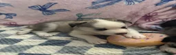 Siberian Husky dogs for sale: Siberian husky pups in Sutton-in-Ashfield - Advert 2