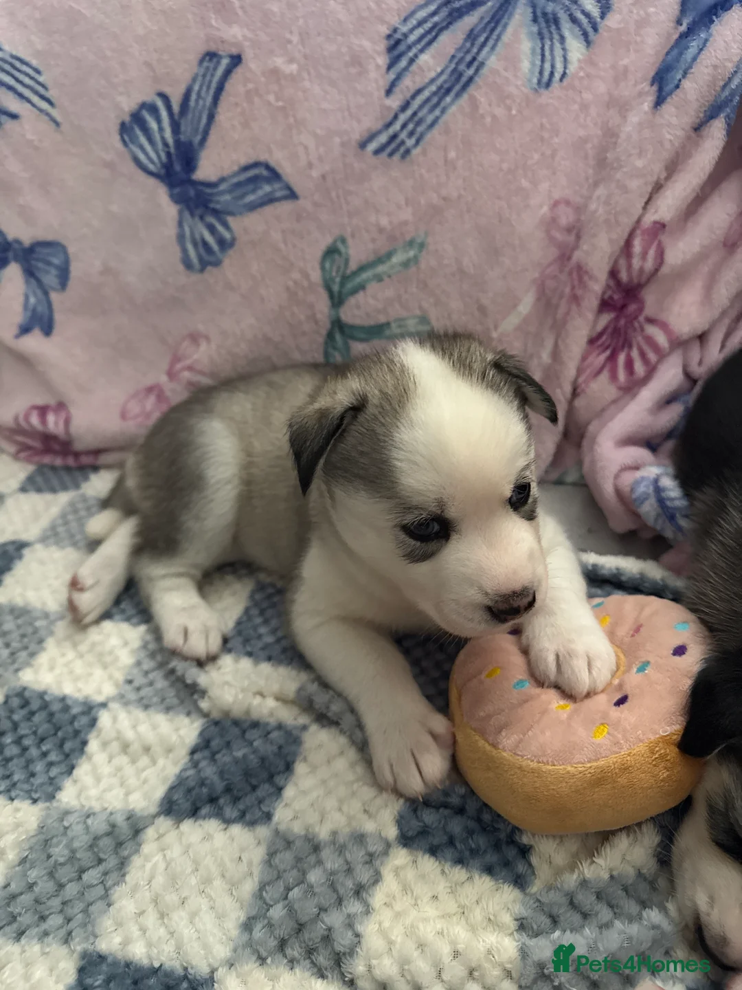 Siberian Husky dogs for sale: Siberian husky pups in Sutton-in-Ashfield - Advert 2