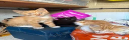 Mixed Breed cats for sale: Kittens - Mixed Litter in Hounslow - Advert 9