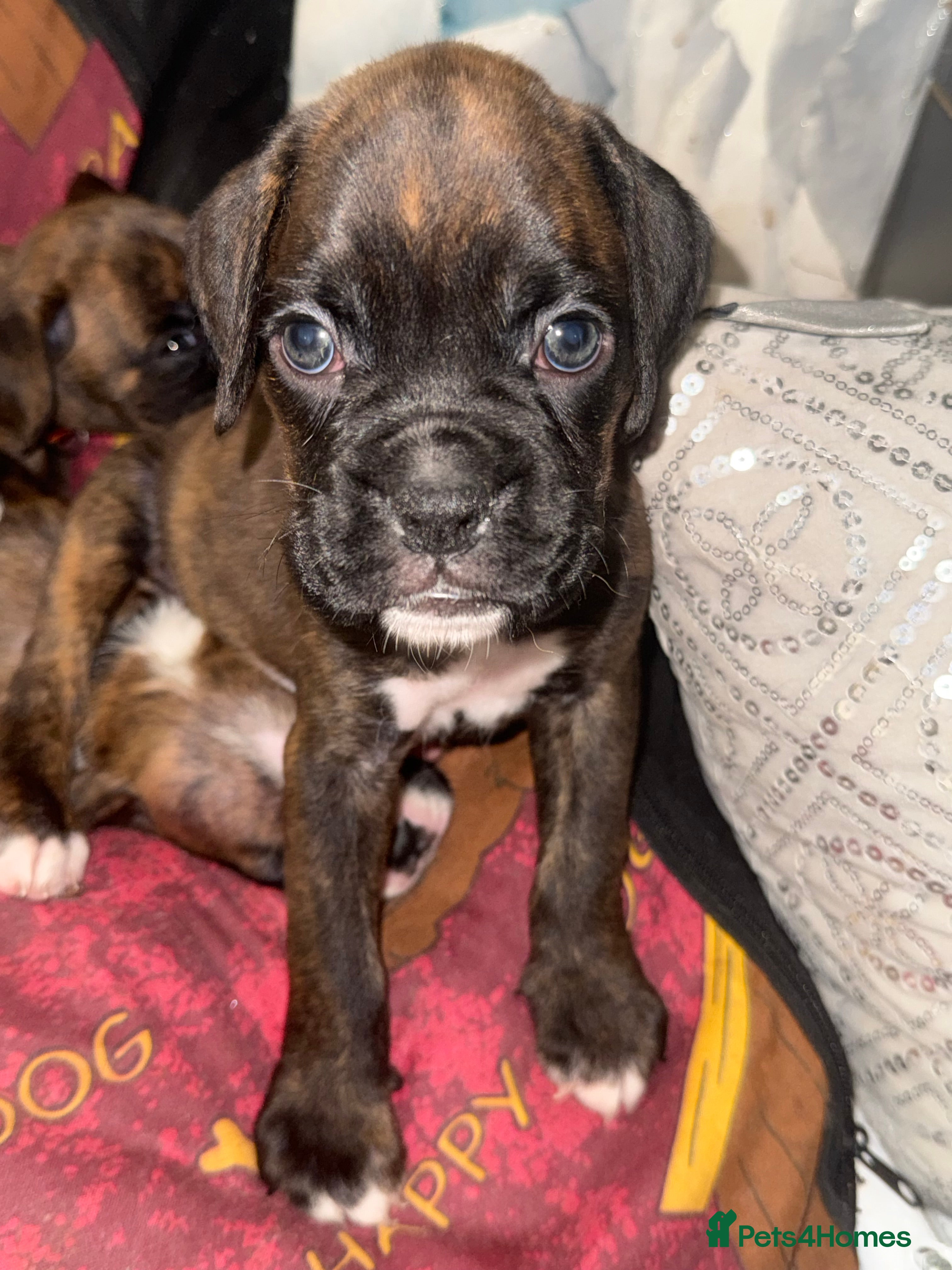 Boxer dogs Gorgeous K.C boxer pups for sale - Advert 2