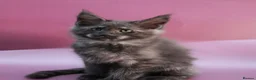 Maine Coon cats for sale: 🔥Black & Smoke Maine Coon Kittens🔥 - Advert 10