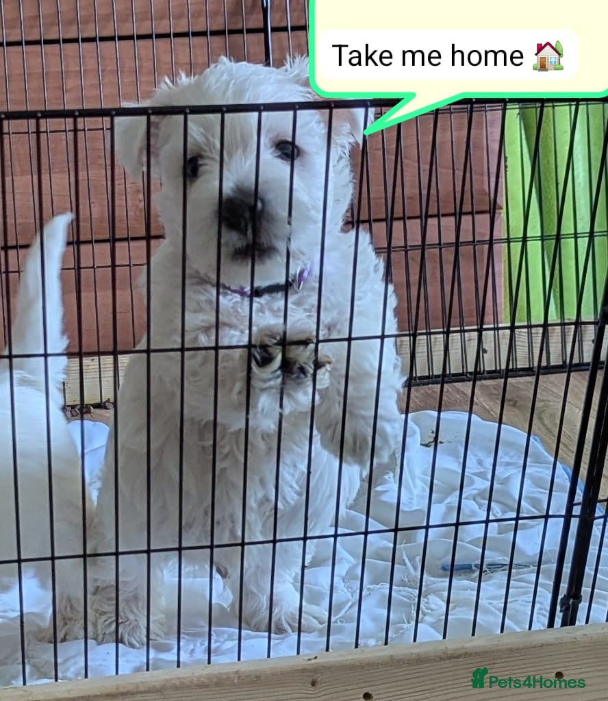 West Highland Terrier dogs Beautiful KC Registered White WestHighland Terrier - Advert 14