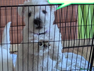 West Highland Terrier dogs Beautiful KC Registered White WestHighland Terrier - Advert 4