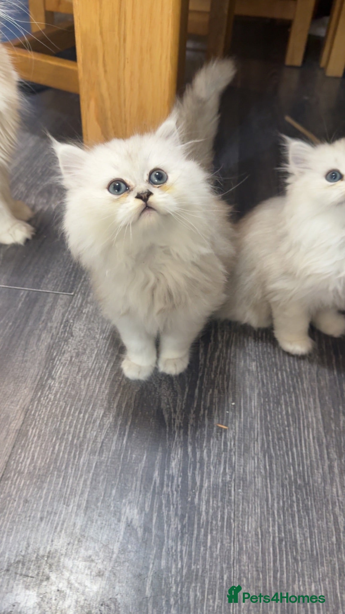 Persian cats Persian chinchilla kittens  - Advert 2
