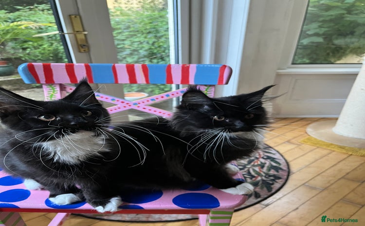 Maine Coon cats for sale - Advert 1