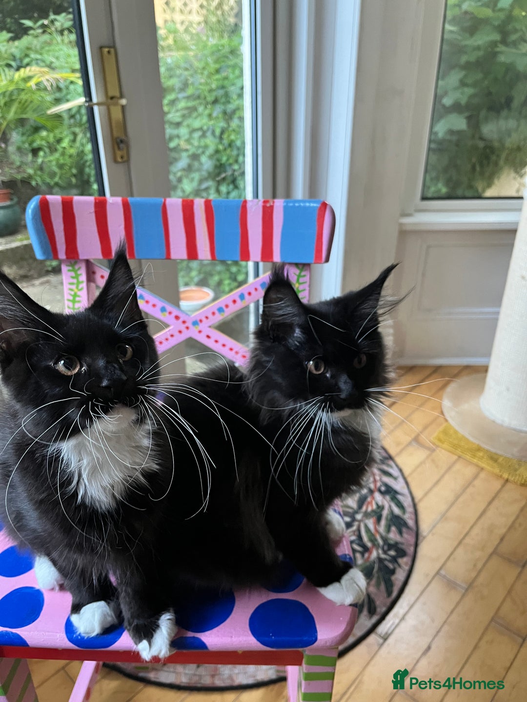 Maine Coon cats for sale: GCCF active / domestic Maine Coon  - Image 1