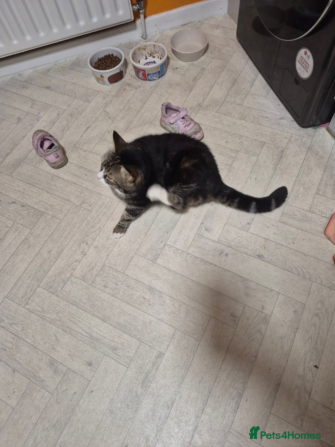 Mixed Breed cats for sale: Bella 8.5 year old cat female  - Advert 2