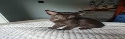 Siamese cats for sale: Siamese x rex cross kittens - Advert 14