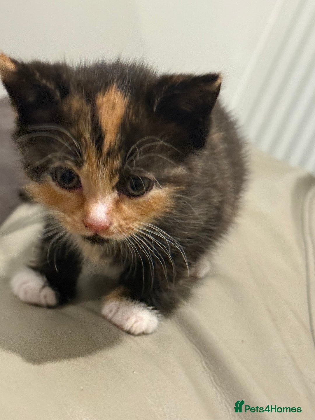 Mixed Breed cats for sale: 🤩🤩 10 beautifull fur babies 🤩🤩 - Advert 32