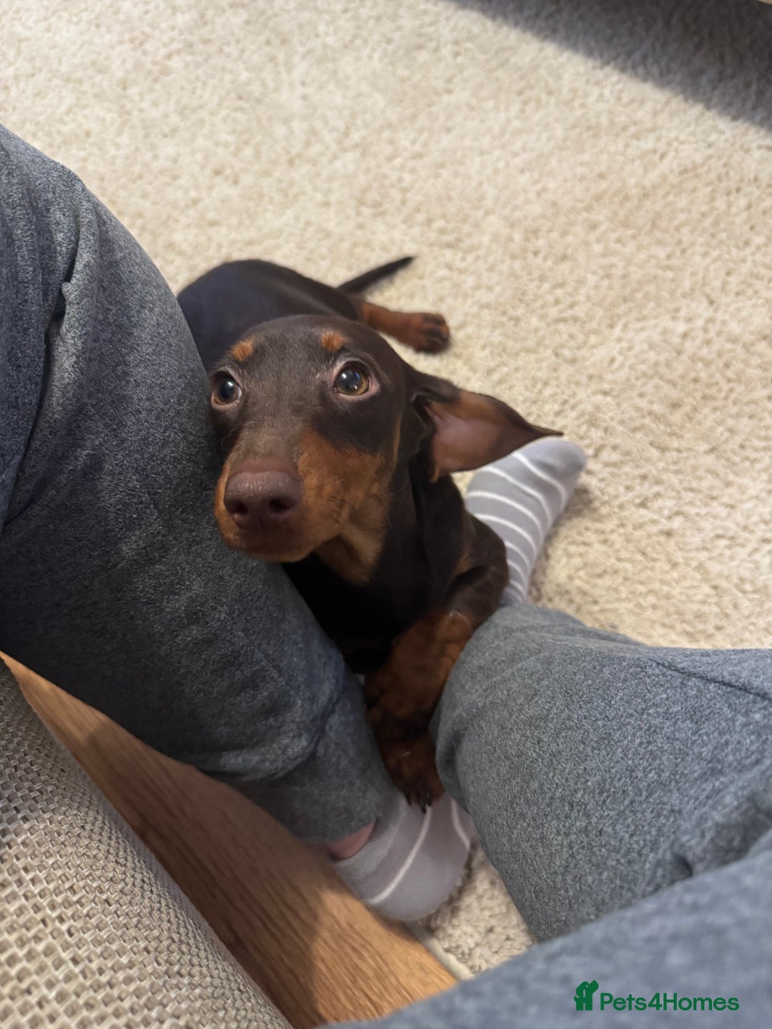 Dachshund dogs for sale: Female 6 month old Dachshund   - Advert 2