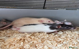 Rat rodents for sale: Rats  - Image 34