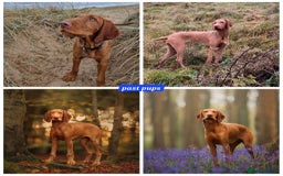 Hungarian Vizsla dogs for sale: WIREHAIRED VIZSLA PUPS - Image 5