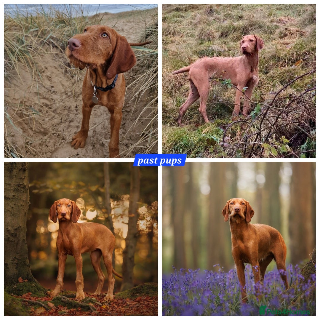 Hungarian Vizsla dogs for sale: WIREHAIRED VIZSLA PUPS - Image 5