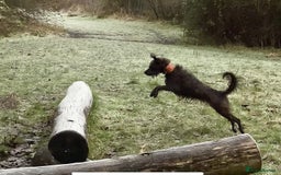 Mixed Breed dogs for sale: Whippet x Miniature Poodle  - Image 18