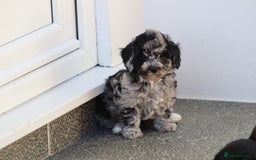 Poochon dogs for sale: F1 Poochon puppies For Sale  - Image 5