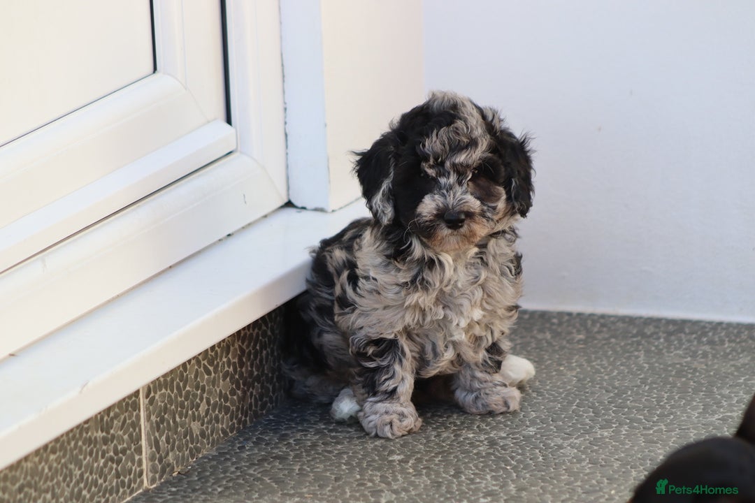 Poochon dogs for sale: F1 Poochon puppies For Sale  - Image 5