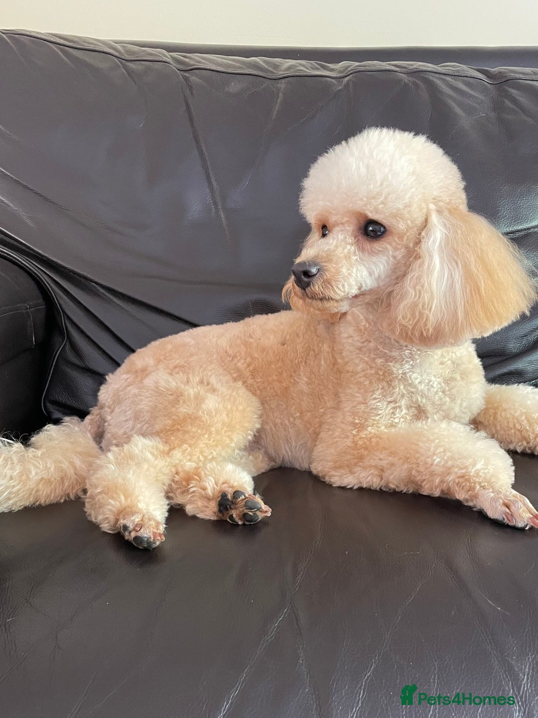 Toy Poodle dogs for sale: Apricot Toy Poodle  - Image 2