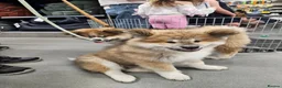 Akita dogs for sale: RKC Long-coat female - Advert 18
