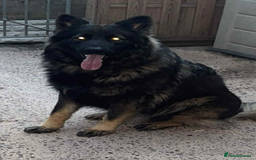 German Shepherd dogs for sale: German shepherd puppies  - Image 11