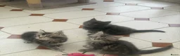 Maine Coon cats for sale: Maine Coon kittens - Advert 11
