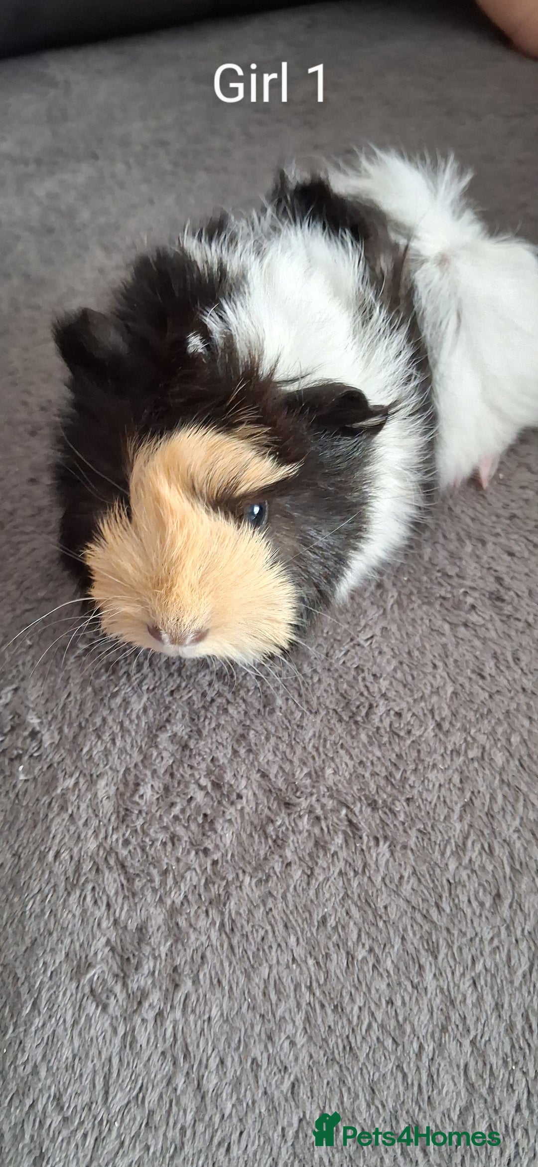 Guinea Pig rodents for sale: 3 girls 5 boys ready to leave - Image 5