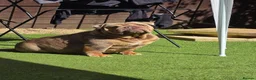 English Bulldog dogs for sale: ⭐️⭐️⭐️ EXCEPTIONAL ENGLISH BULLDOG PUPPIES ⭐️⭐️⭐️ - Advert 12