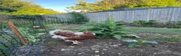 Chickens poultry for sale: Wyandotte - Advert 3