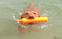 Labrador Retriever dogs for stud: Labrador retriever at Stud  in Blaydon-on-Tyne - Image 5