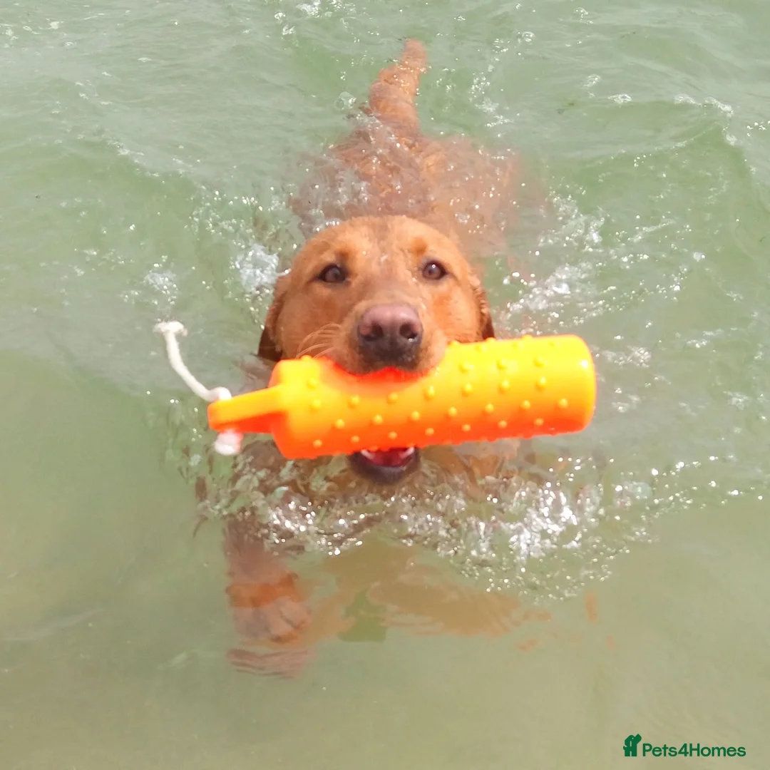 Labrador Retriever dogs for stud: Labrador retriever at Stud  in Blaydon-on-Tyne - Advert 4