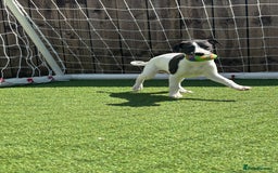 Whippet dogs for sale: One girl left ready to leave  - Image 4